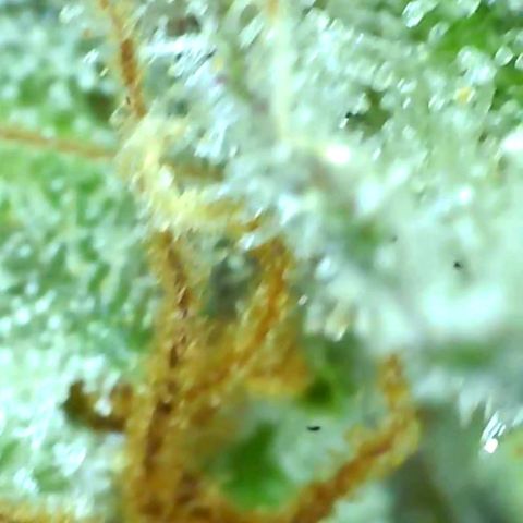 white wedding growlog timeline photo
