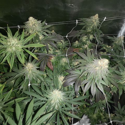 Cherry gar see ya growlog timeline photo