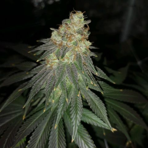 Cherry gar see ya growlog timeline photo