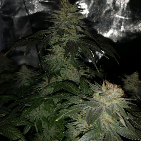 Cotton candy cookies growlog timeline photo
