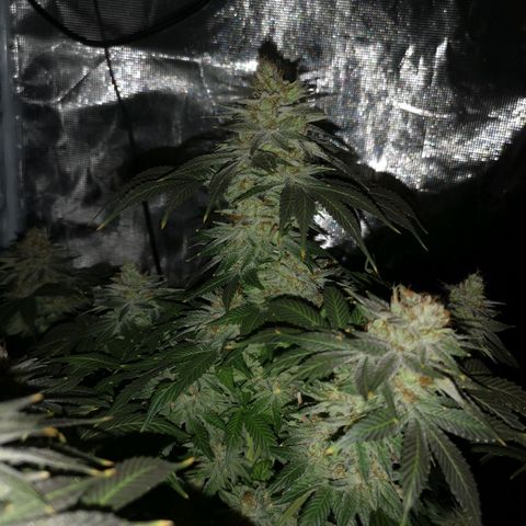 Cotton candy cookies growlog timeline photo