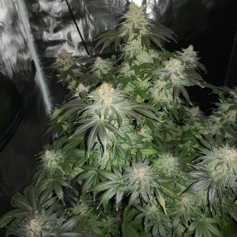 Cotton candy cookies growlog timeline photo