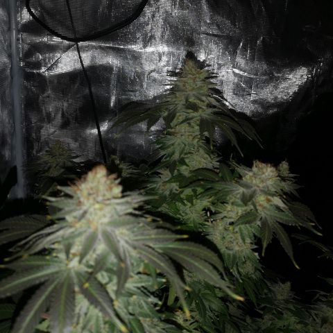 Cotton candy cookies growlog timeline photo