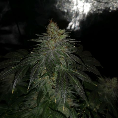 Cotton candy cookies growlog timeline photo