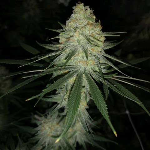 Critical pk growlog timeline photo