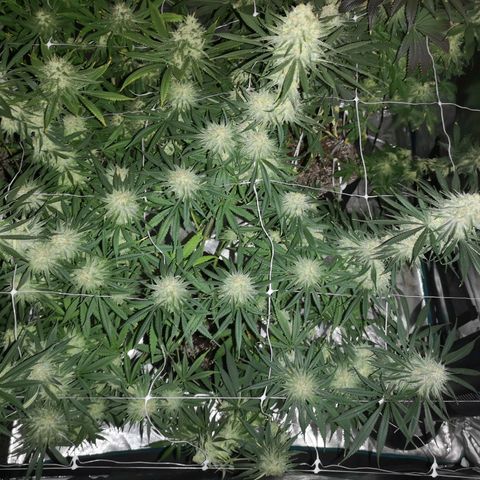 Critical pk growlog timeline photo