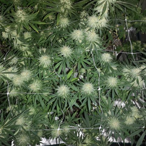 Critical pk growlog timeline photo