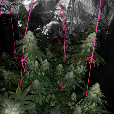 GMO cookies growlog timeline photo