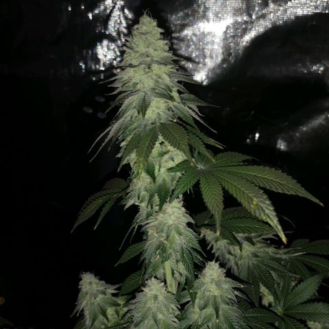 GMO cookies growlog timeline photo