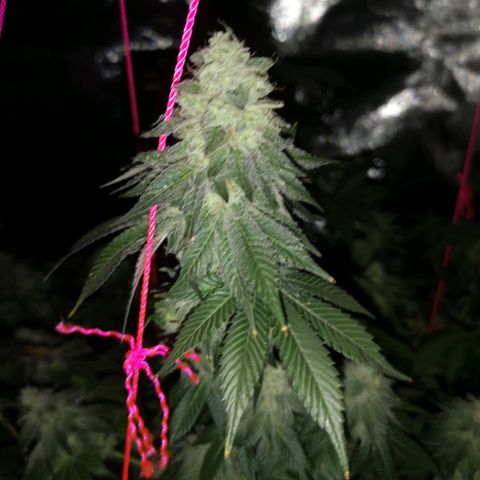 GMO cookies growlog timeline photo