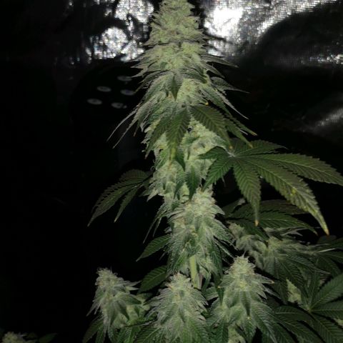 GMO cookies growlog timeline photo