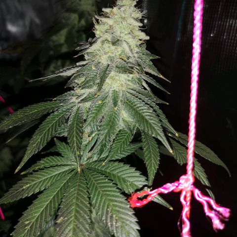 GMO cookies growlog timeline photo