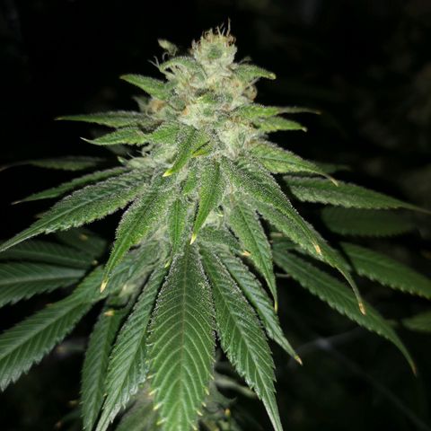 Runtz s1 growlog timeline photo