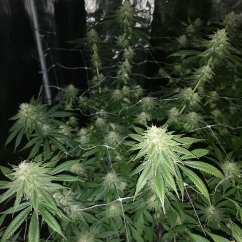 Runtz s1 growlog timeline photo