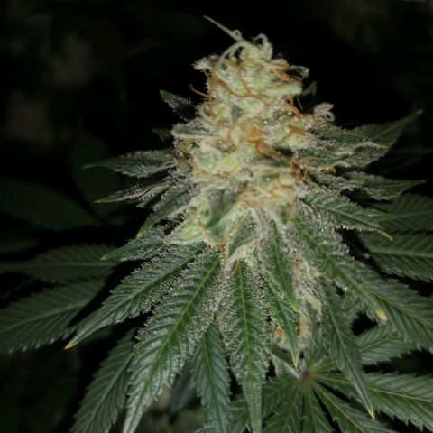 white wedding growlog timeline photo