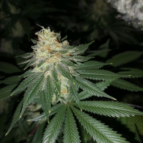 white wedding growlog timeline photo