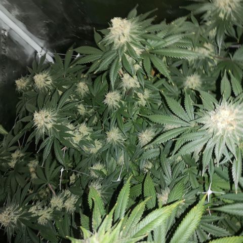 white wedding growlog timeline photo
