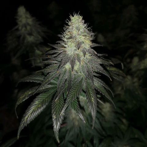 10th planet 2nd run growlog timeline photo
