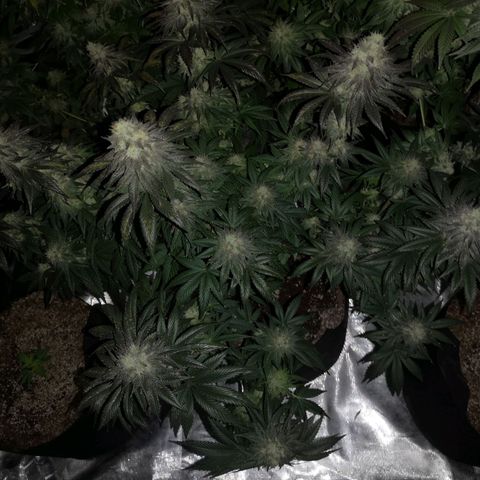 10th planet 2nd run growlog timeline photo