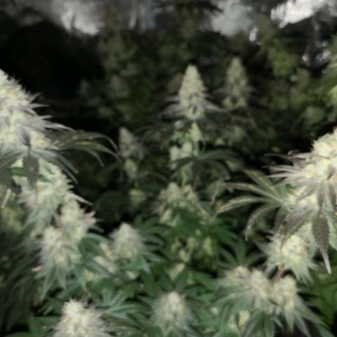 10th planet 2nd run growlog timeline photo