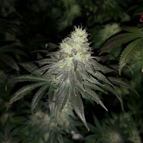 10th planet 2nd run growlog timeline photo