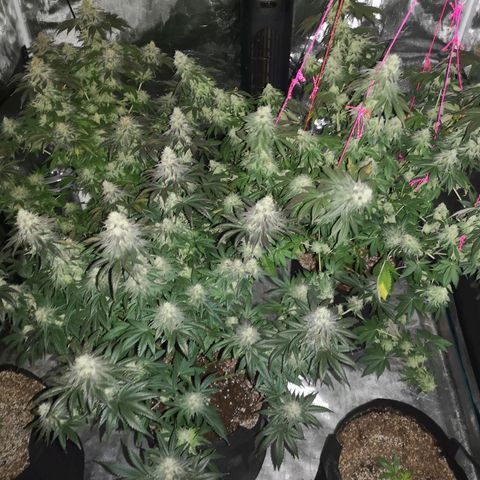 10th planet 2nd run growlog timeline photo