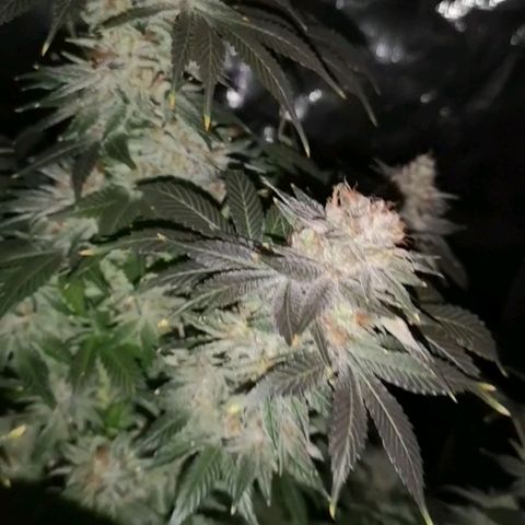 Cotton candy cookies growlog timeline photo