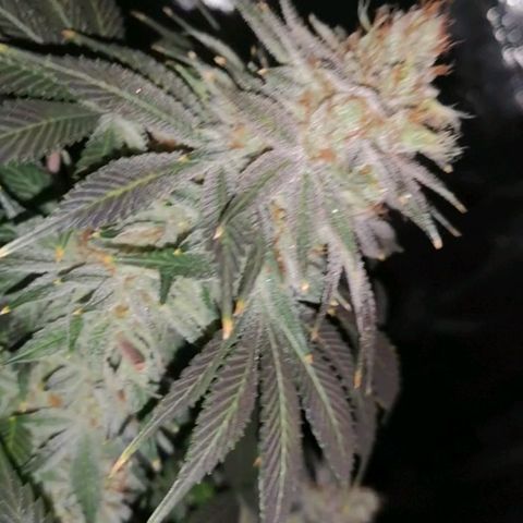 Cotton candy cookies growlog timeline photo