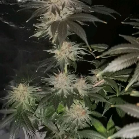 Cotton candy cookies growlog timeline photo