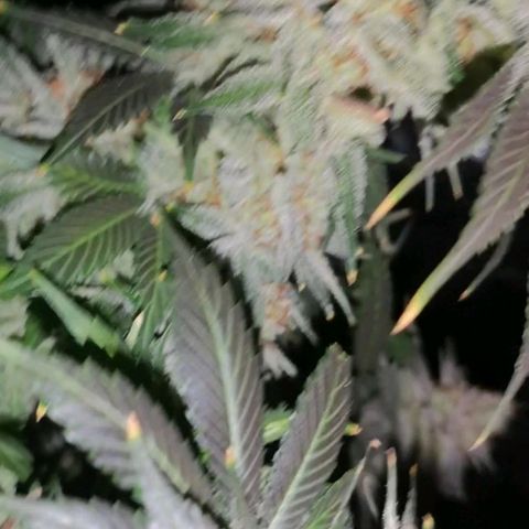 Cotton candy cookies growlog timeline photo