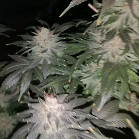 Cotton candy cookies growlog timeline photo
