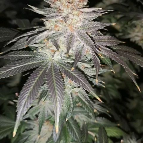 Cotton candy cookies growlog timeline photo