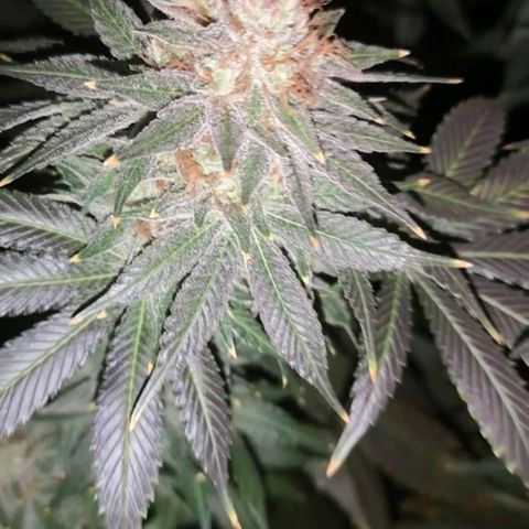 Cotton candy cookies growlog timeline photo