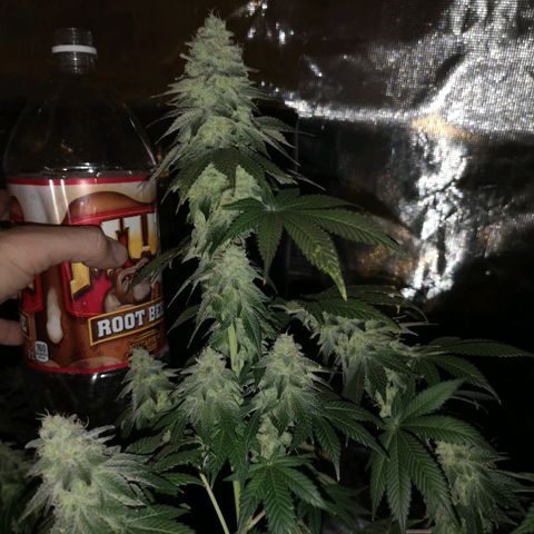 GMO cookies growlog timeline photo