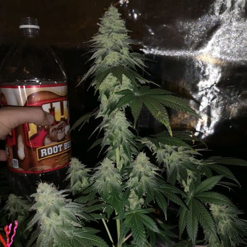 GMO cookies growlog timeline photo