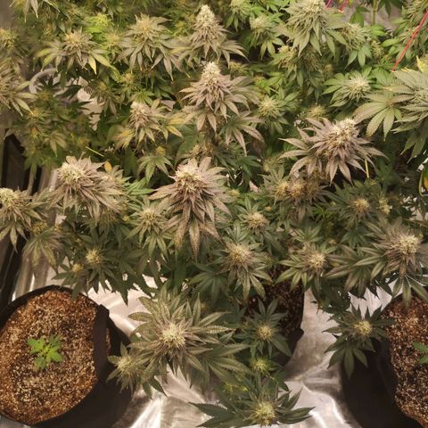 10th planet 2nd run growlog timeline photo