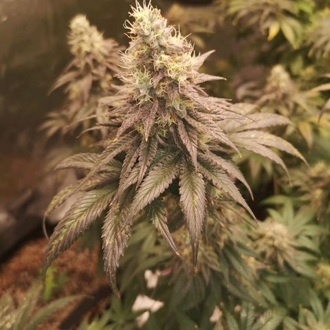 10th planet 2nd run growlog timeline photo