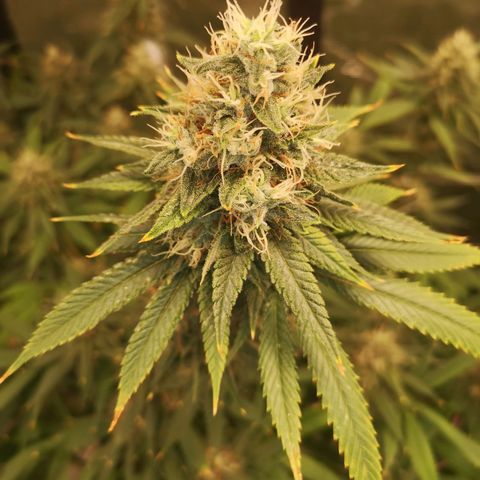 Cheezy poofs growlog timeline photo