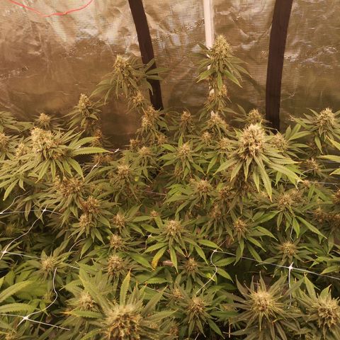 Cheezy poofs growlog timeline photo