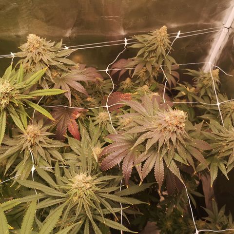 Cherry gar see ya growlog timeline photo
