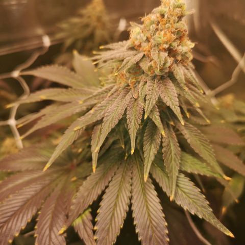 Cherry gar see ya growlog timeline photo