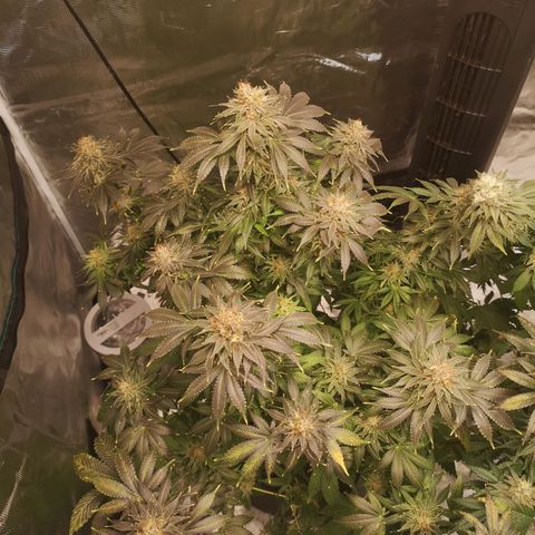 Cotton candy cookies growlog timeline photo