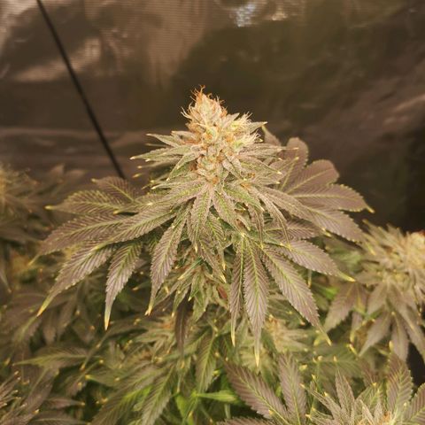 Cotton candy cookies growlog timeline photo