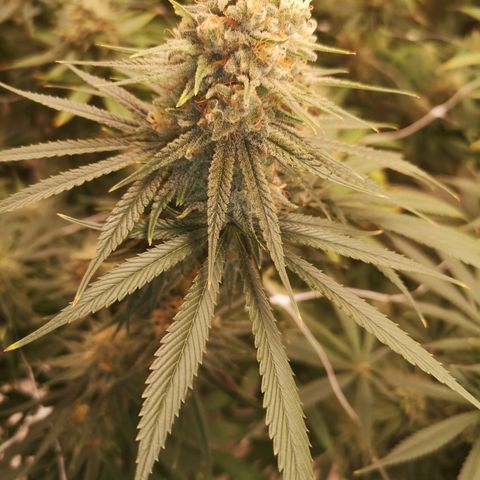 Critical pk growlog timeline photo