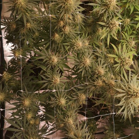Critical pk growlog timeline photo
