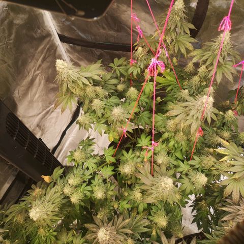 GMO cookies growlog timeline photo