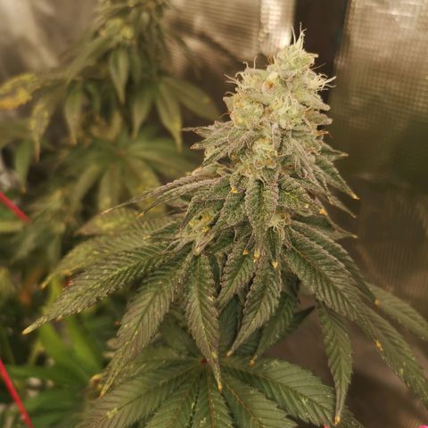 GMO cookies growlog timeline photo