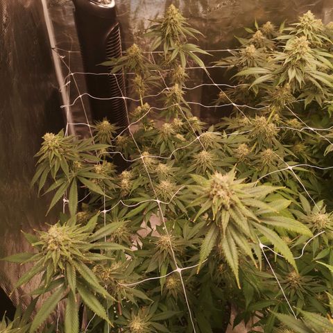 Runtz s1 growlog timeline photo