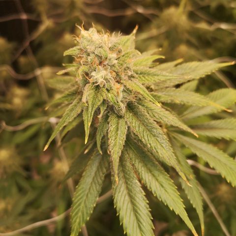 Runtz s1 growlog timeline photo