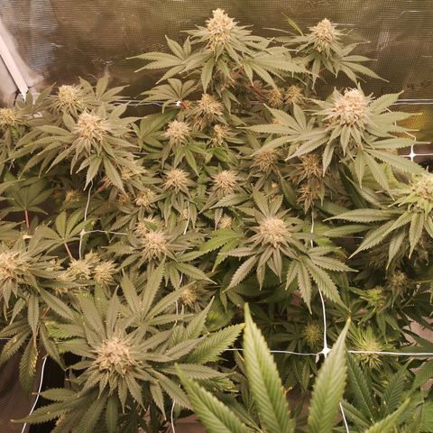 white wedding growlog timeline photo